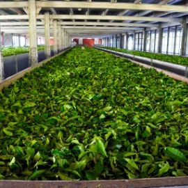 Gorreana Tea Factory Gorreana Tea Factory